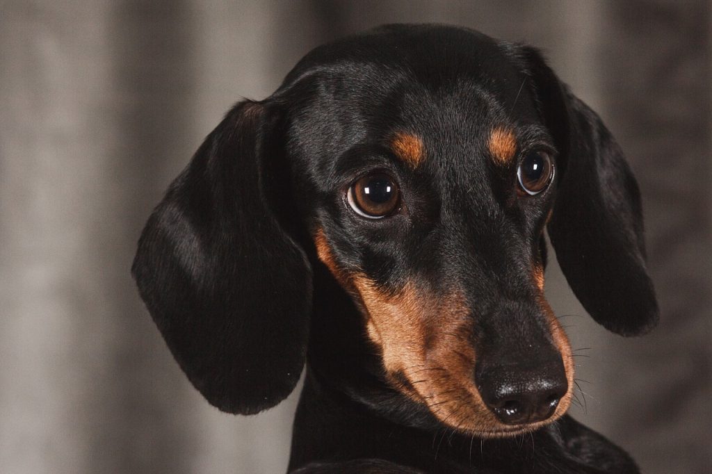 What to know about Dachshund lifespan
