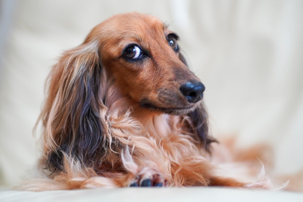 A long haired Dachshund laying down while looking at the camera.