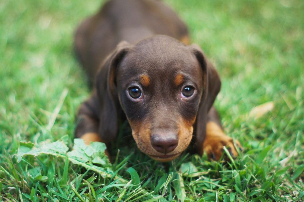 A young pup laying on the grass posing for an adorable picture.