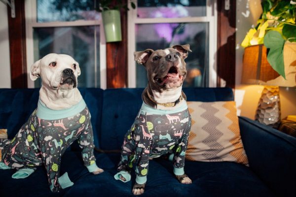 Two American Bully’s wearing pajamas hanging out on the couch.