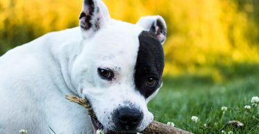 A black and white American Staffy laying on the ground chewing on a stick.
