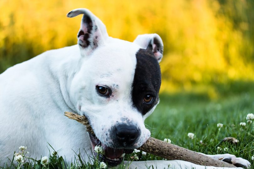 A black and white American Staffy laying on the ground chewing on a stick.