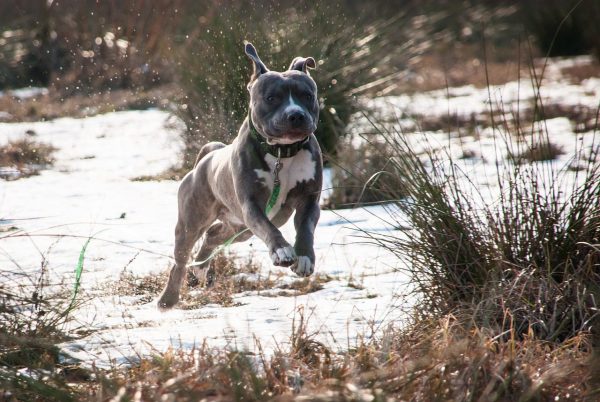 An American Staffy jumps happily through the air while it plays in the snow.