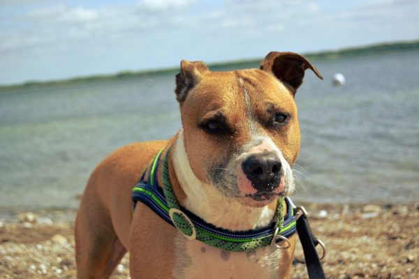A newly rescued Staffy stands patiently on the beach with the water in the background.