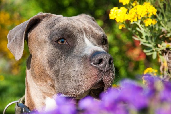 An American Staffy stands calmy behind a flower posing for an adorable picture.