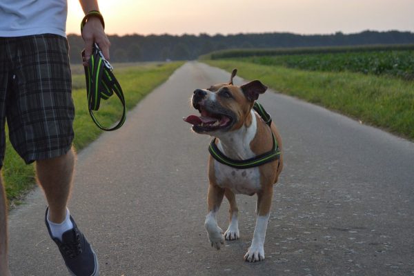 A man training his AmStaff walks beside his dog with the leash off.