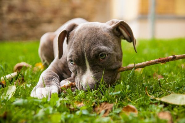 A newly adopted Amstaff puppy playing in the grass.