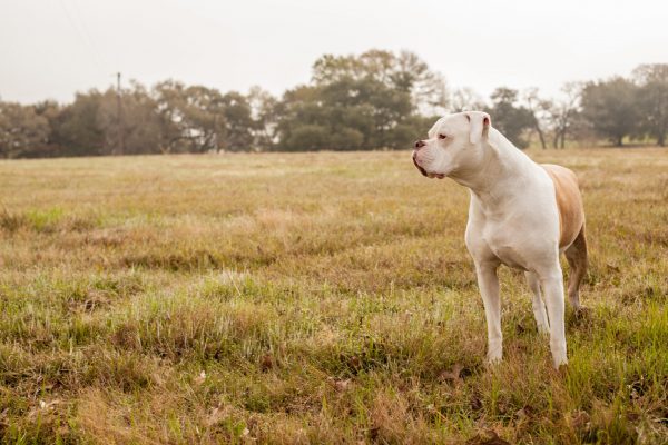 A healthy Ambull looking to the side while standing in a field.