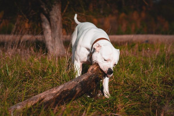 An Ambull chewing on a very large piece of wood.