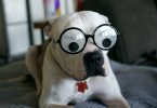 A cute photo of an Ambull wearing goggle-eyed glasses.