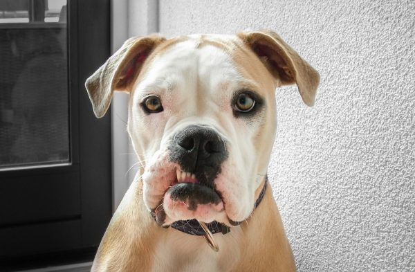 An Ambull with a strong underbite poses playfully with an entertaining expression on its face.