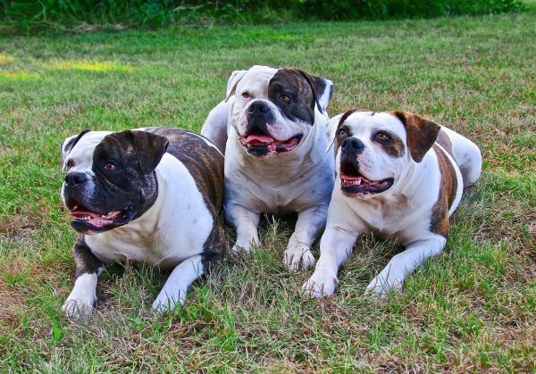 Three American Bully’s hanging out with each other on the grass.