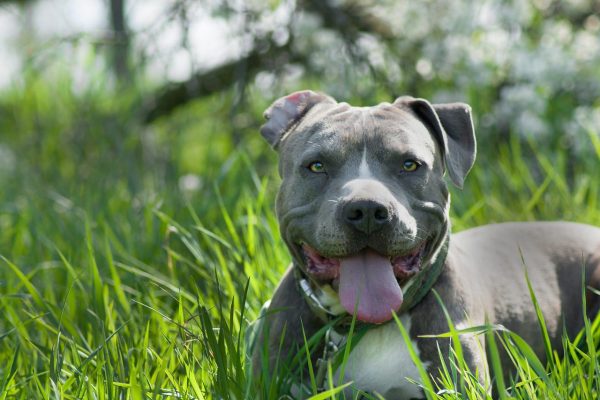 A playful looking American Staffy laying on the ground with its tongue sticking out.