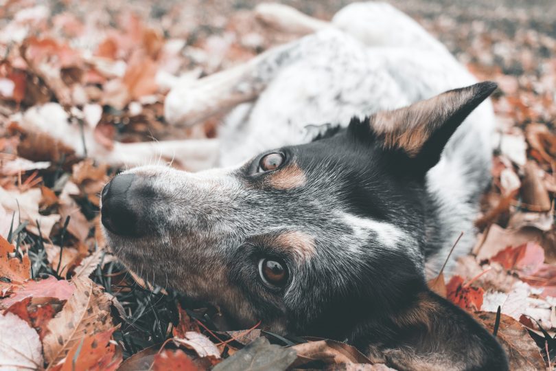 Blue Heeler laying on the ground surrounded by leaves.