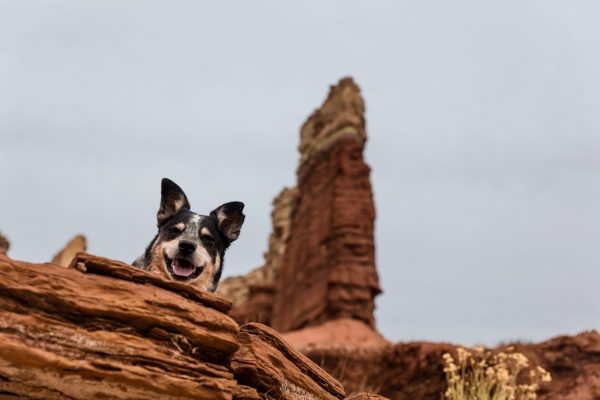 A cute photo of a smiling dog peeking out over rocks with a cliff in the background.