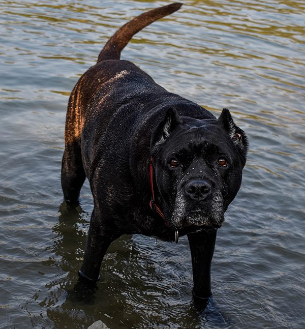 Black dog with grey hair on its snout standing in water.