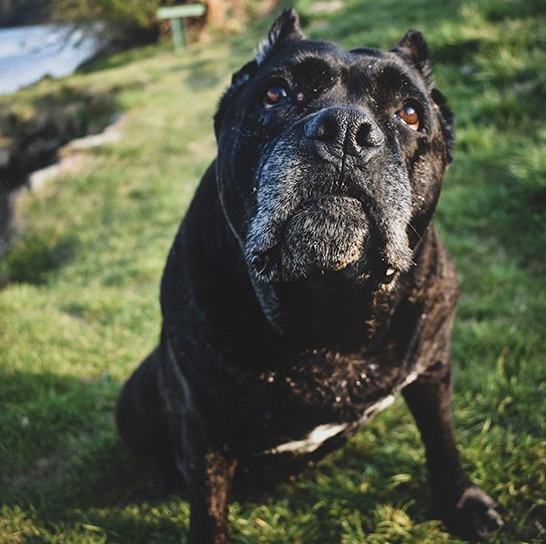 An older Cane Corso looking straight into a camera for a picture.