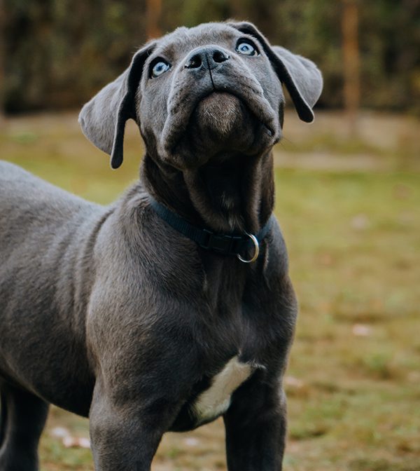 A beautiful Cane Corso puppy looking up towards the sky.