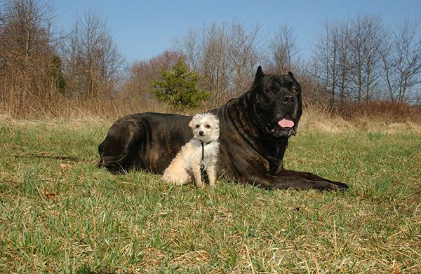 A very big dog laying on the ground with a small friend next to it.