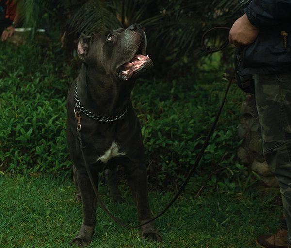 A black dog being trained to be comfortable with a leash and collar.