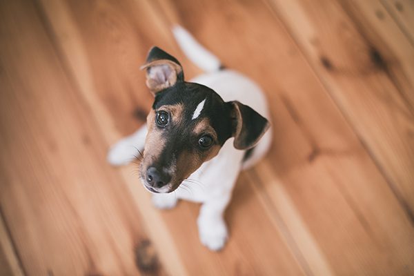A cute dog sits on a wooden floor as it looks upward toward a camera.