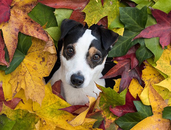 An adorable photo of a dog surrounded by autumn colored leaves.