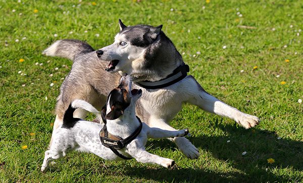 A small and a large dog having a blast while playing with each other.