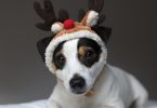 A cute photo of a smaller dog posing for a picture with a pair on antlers on its head.