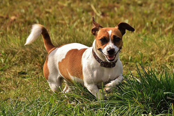 A small dog runs through a field with a smile on its face.