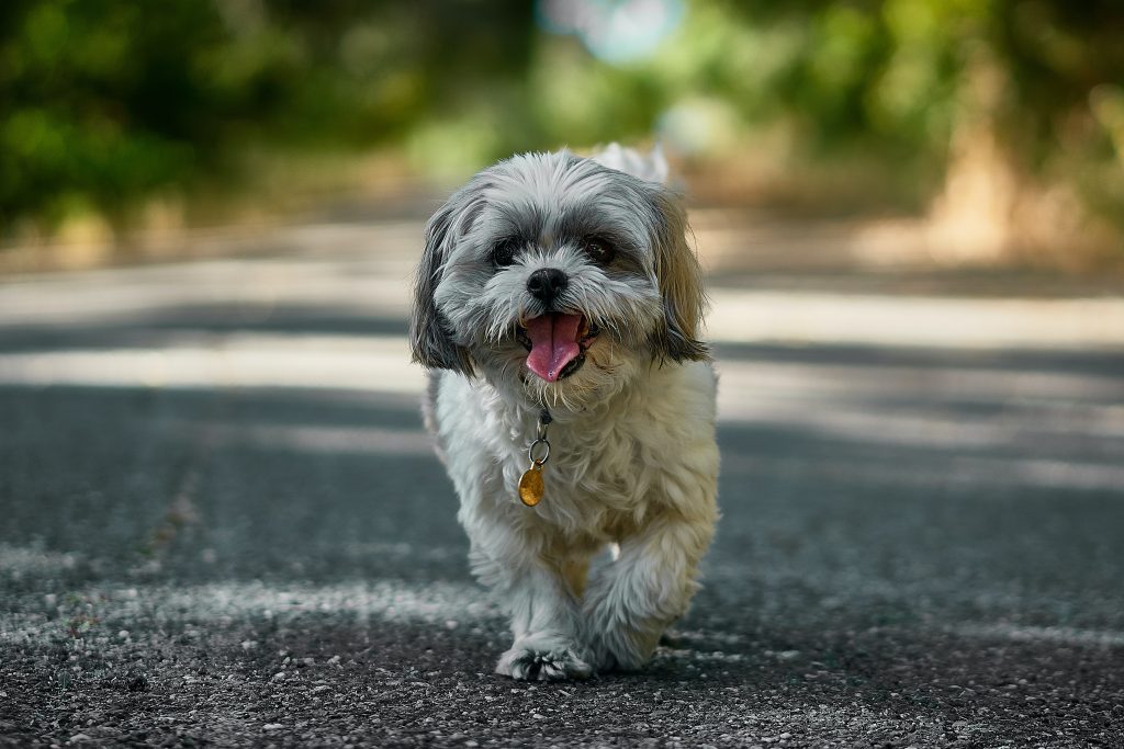 A dog smiles and pants as it runs up a street.