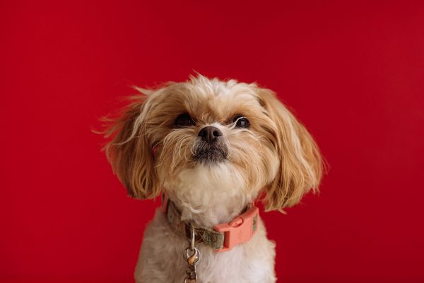 A dog poses for a picture in front of a red background.