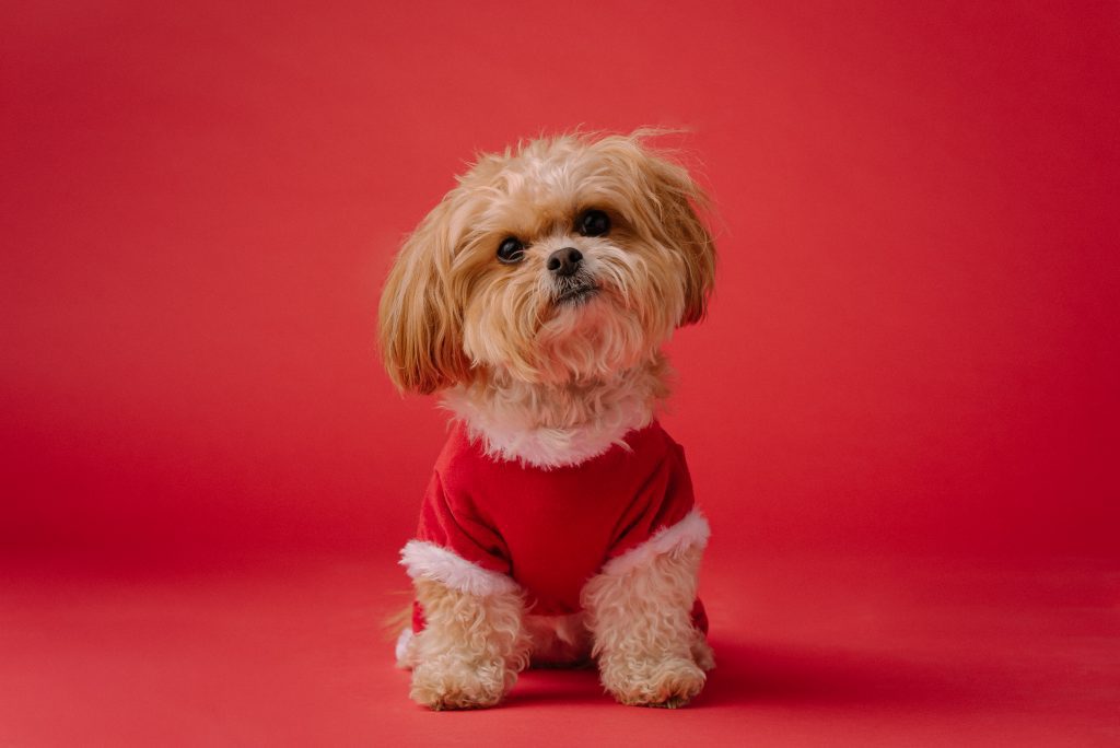 A small dog wearing a red shirt having its picture taken.