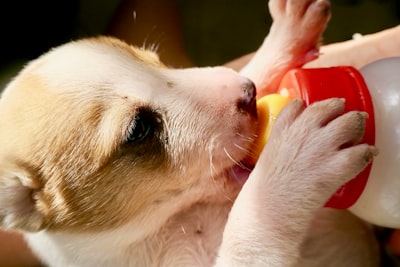 Puppy Eating