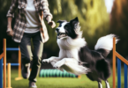 A playful Border Collie energetically navigates agility equipment in a sunny grassy field, leaping over jumps and preparing to enter a tunnel. A Cauca