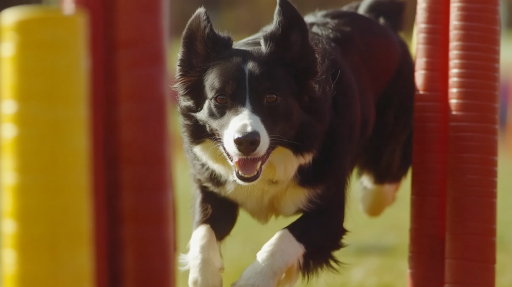 Owner demonstrating proper leash training techniques with Border Collie