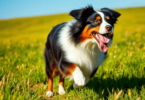 A lively Australian Shepherd runs through a lush green field, its colorful double-layer coat shimmering under a clear blue sky, embodying energy an...