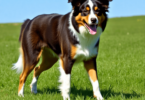 A vibrant Australian Shepherd mid-action in a lush green field, showcasing its muscular build and unique coat colors against a clear blue sky.