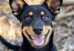 Australian Kelpie displaying healthy appearance during daily care routine showing grooming and exercise results