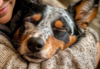 Healthy Blue Heeler being held by owner